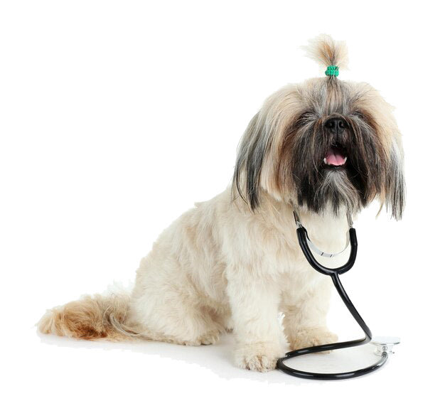 Lubimez Website Package – Digital Service Bundle